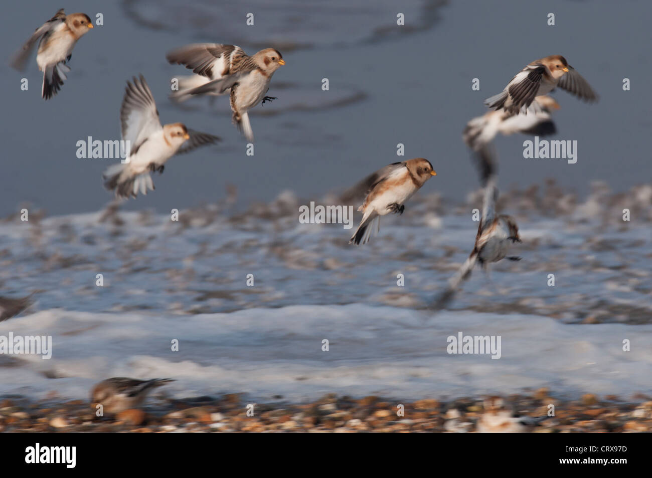 Snow Bunting (Plectrophenax Nivalis), Snettisham, Norfolk, Großbritannien Stockfoto