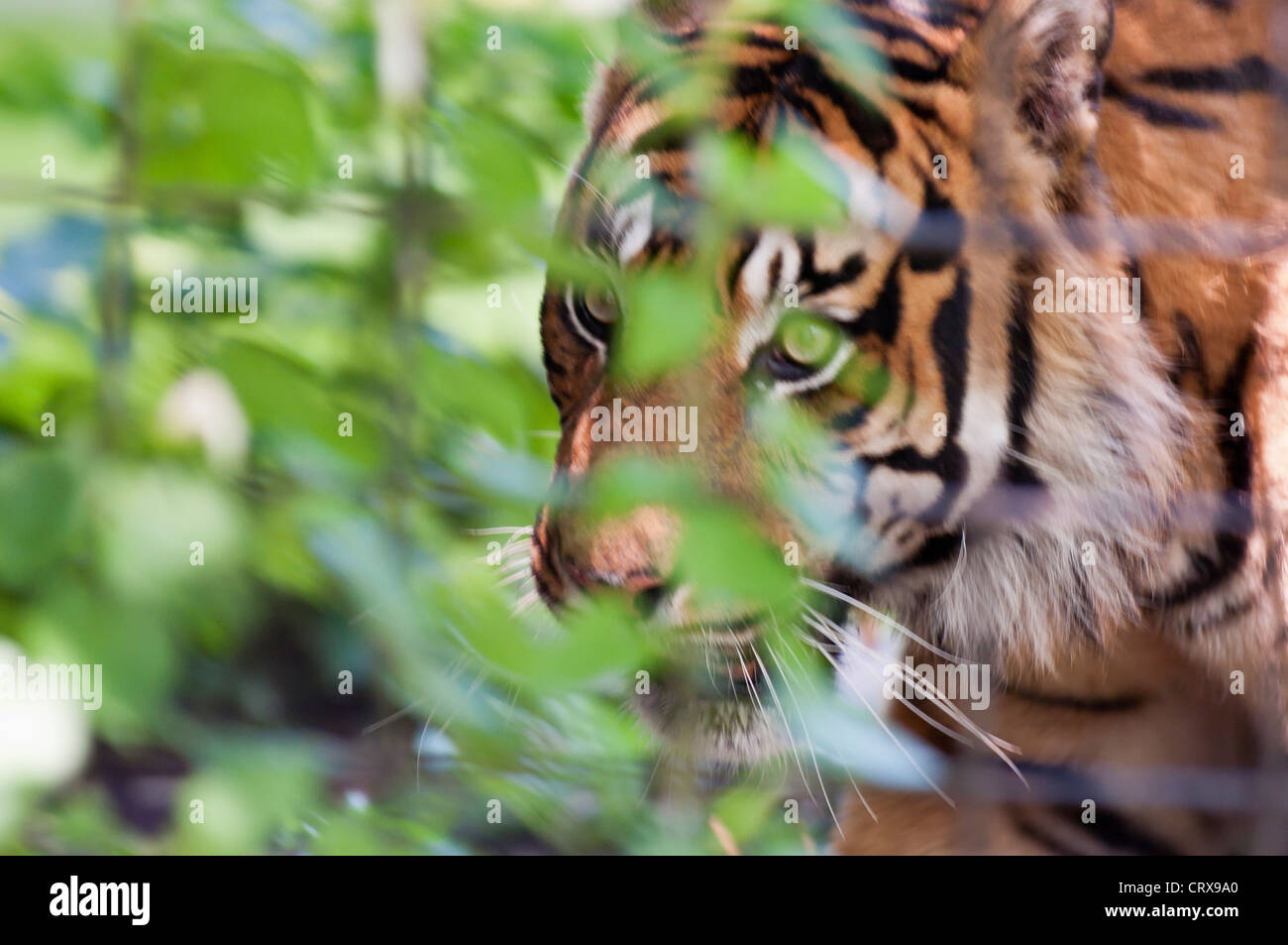 Sumatra-Tiger (Panthera Tigris Sumatrae) Stockfoto