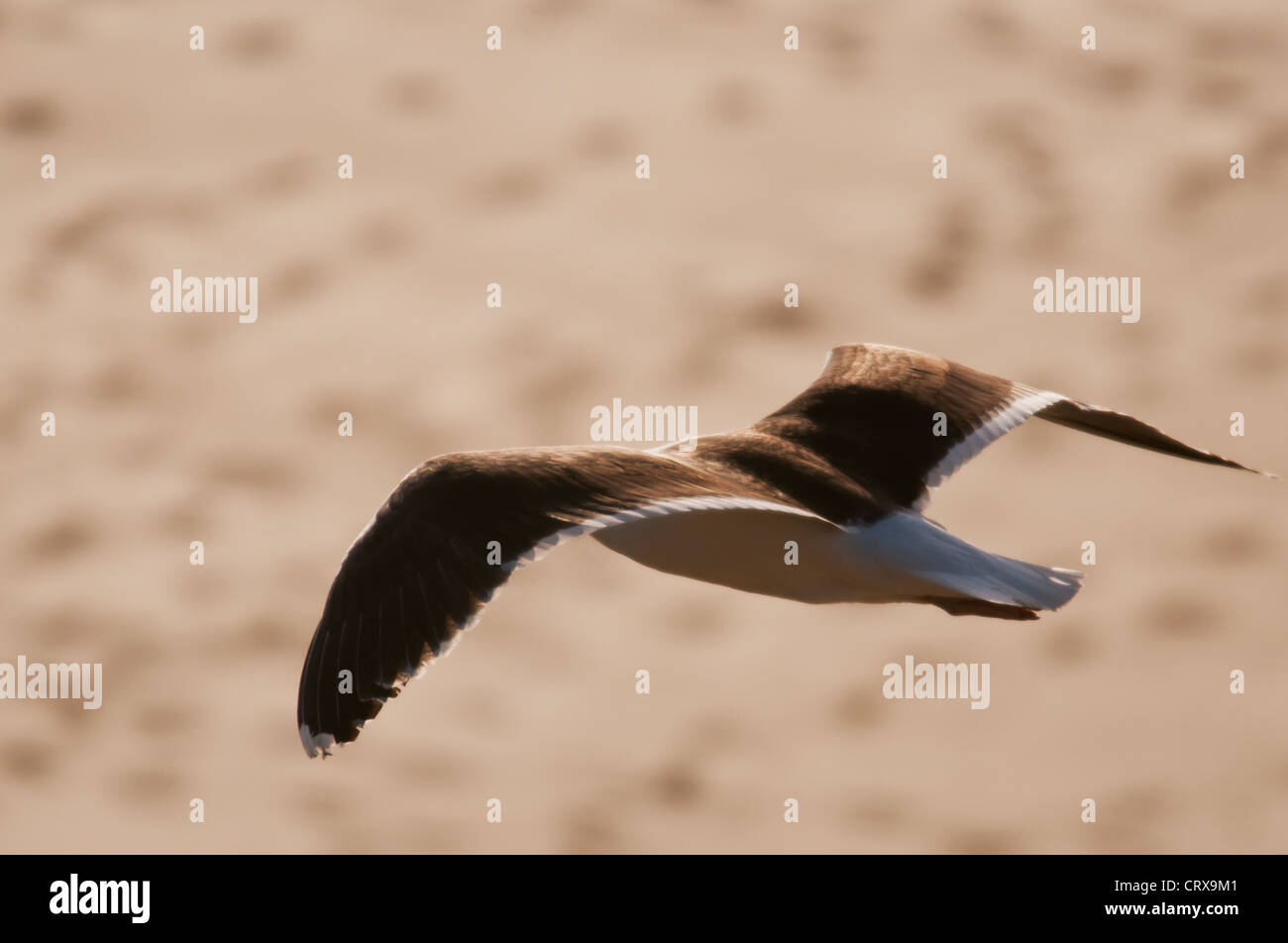 Gelb-legged Möve (Larus Michahellis) Stockfoto