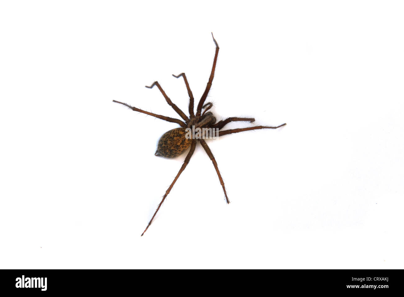 Tegenaria Gigantea oder eine gemeinsame Haus Spinne, gefunden im Vereinigten Königreich. Stockfoto
