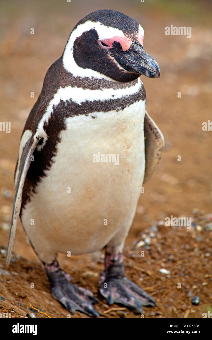 Magellan-Pinguin an der Caleta Valdes auf Halbinsel Valdés Stockfoto