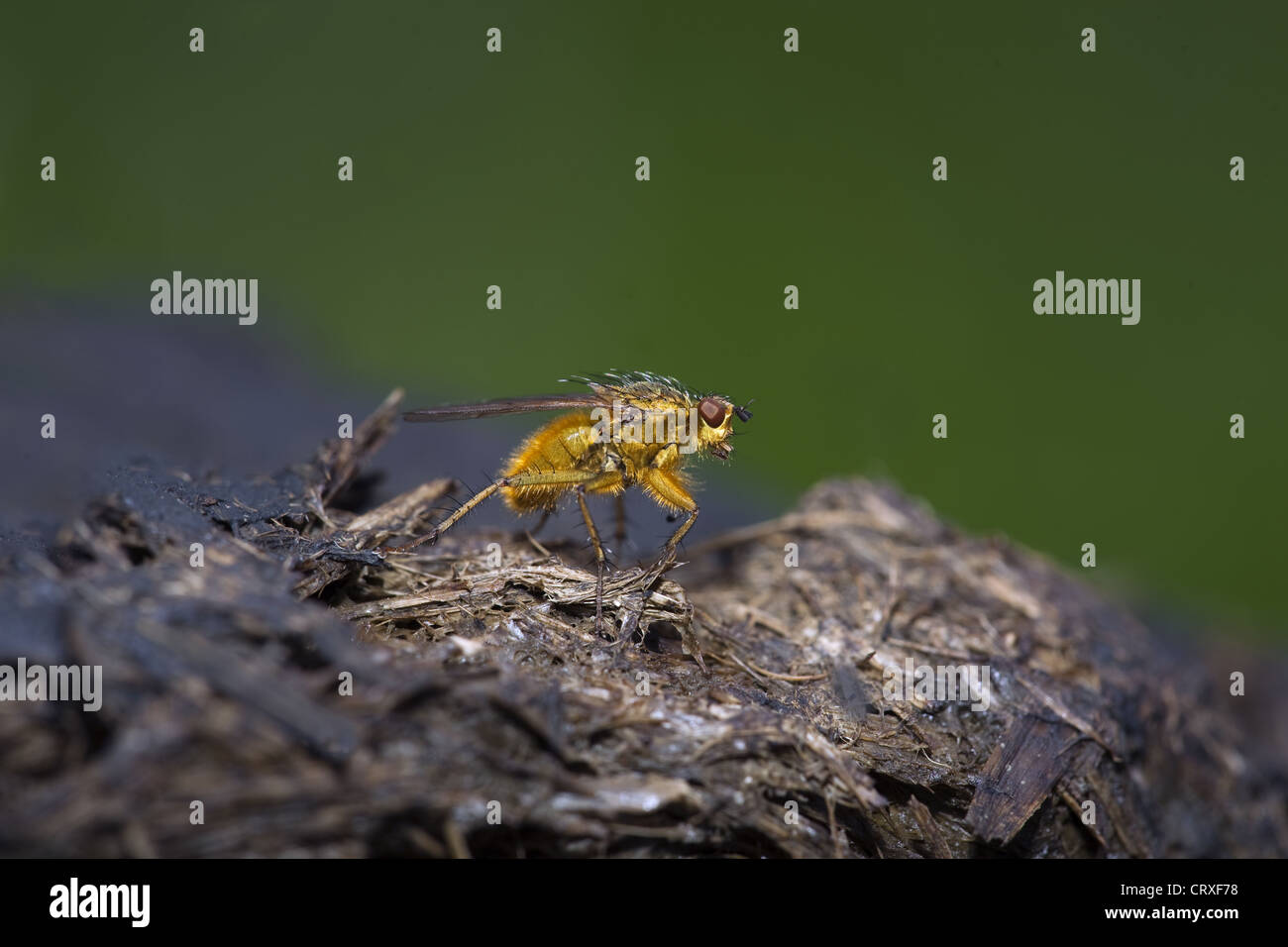 Gemeinsamen gelbe Dung fliegen Scatophaga stercoraria Stockfoto