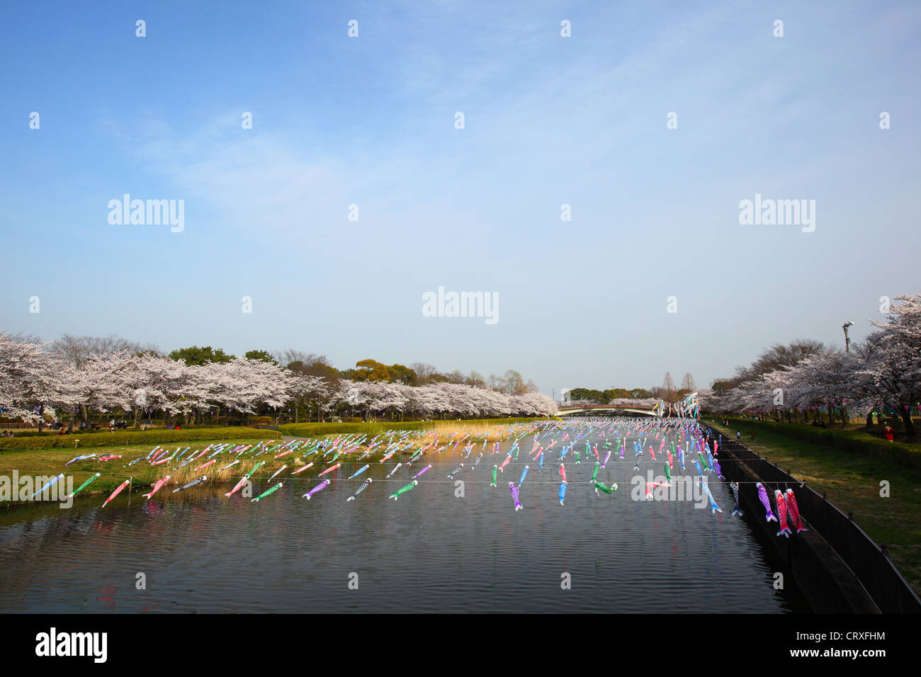 Karpfen-Streamer und Kirschbaum, japanische festival Stockfoto