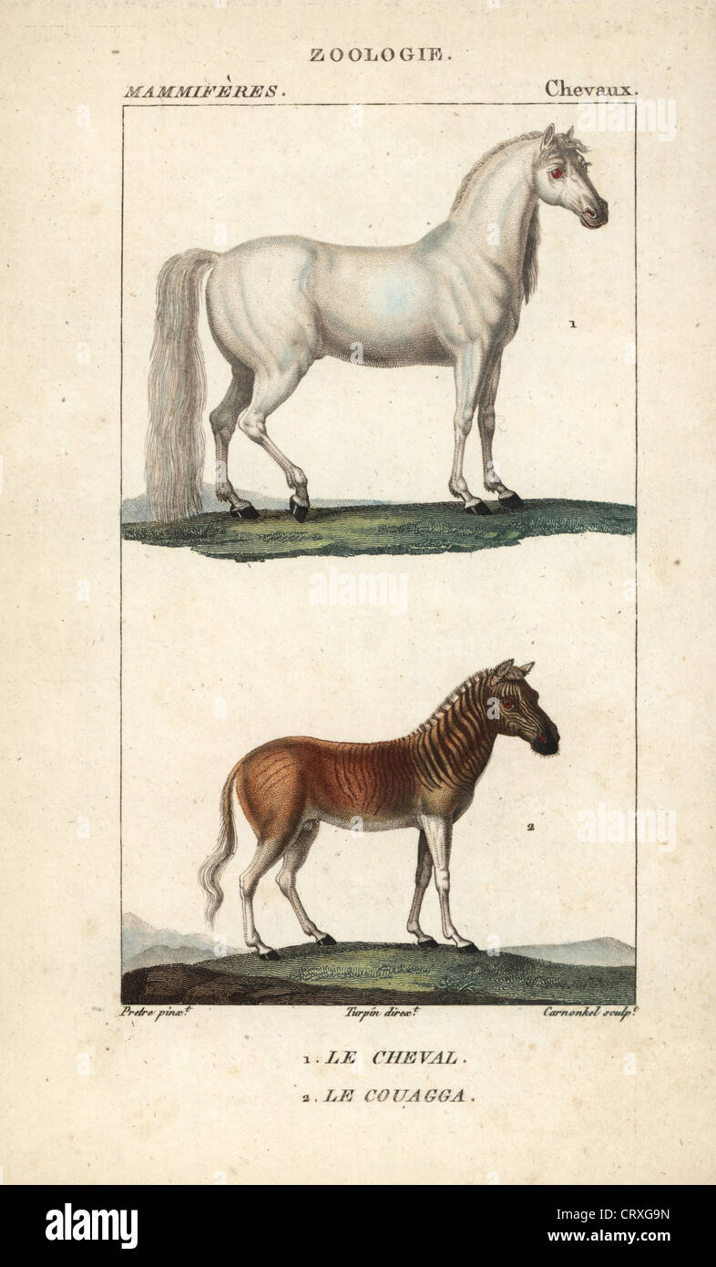 Pferd, Equus Ferus Caballus und ausgestorbene Quagga, Equus Quagga Quagga. Stockfoto