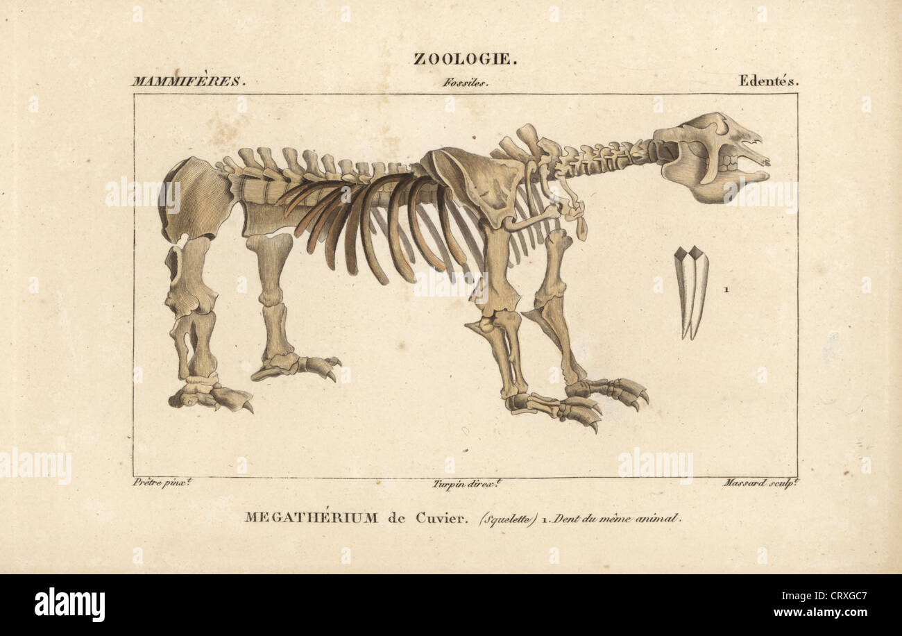 Fossil Skelett eines großen Tieres, Megatherium Stockfoto