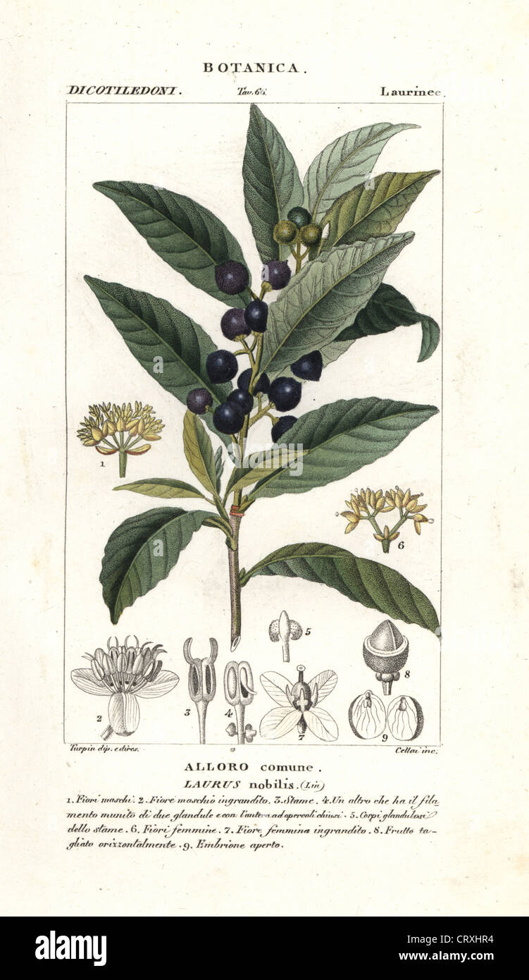 Lorbeer, Laurus Nobilis Stockfotografie Alamy