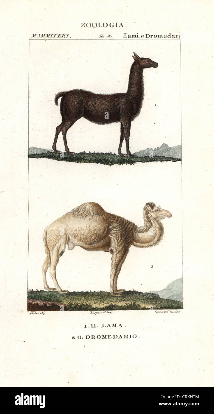 Lama, Lama Glama und Dromedar Kamel, Camelus Dromedarius. Stockfoto
