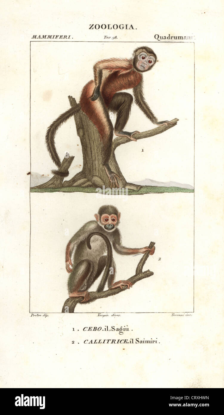 Tamarin Affe, Saguinus Midas und Totenkopfaffen, Saimiri Sciureus. Stockfoto
