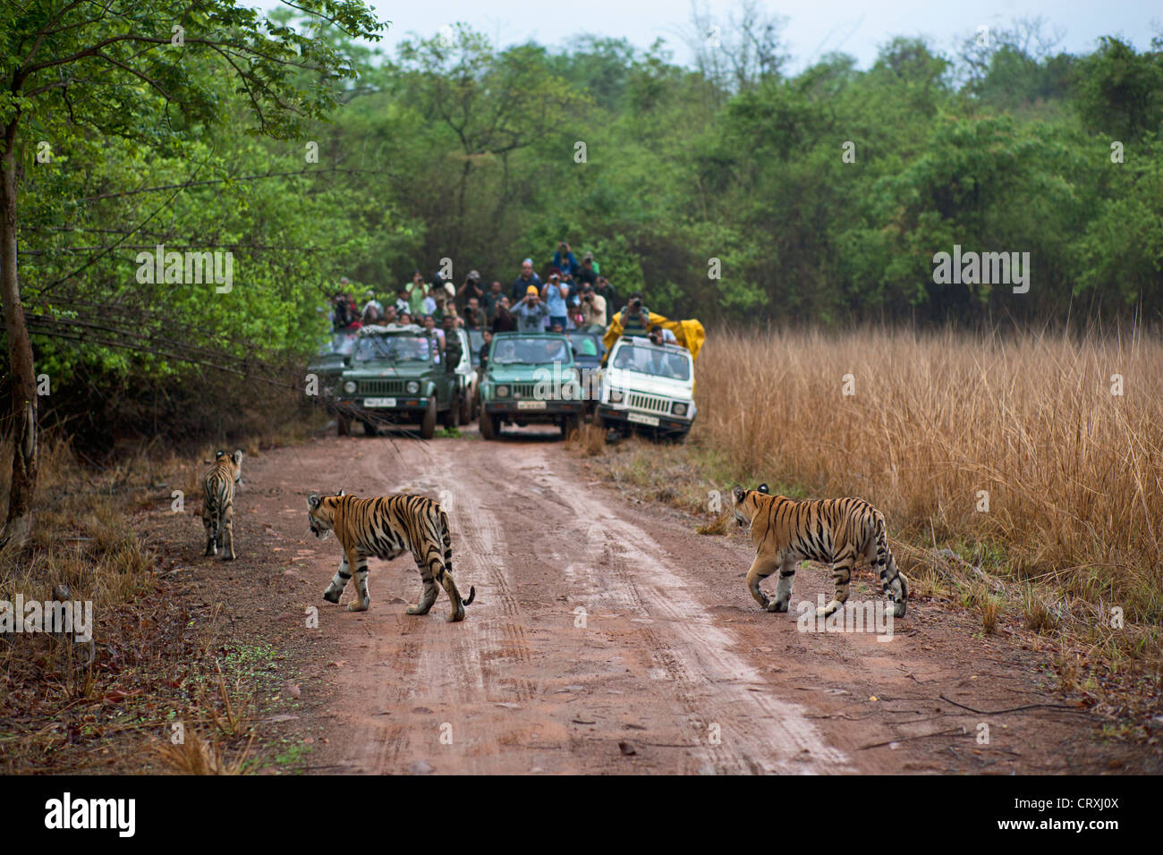 Telia Tigerin jungen in den Monsun Wiesen von Telia Region in Tadoba Wald, Indien. (Panthera Tigirs) Stockfoto