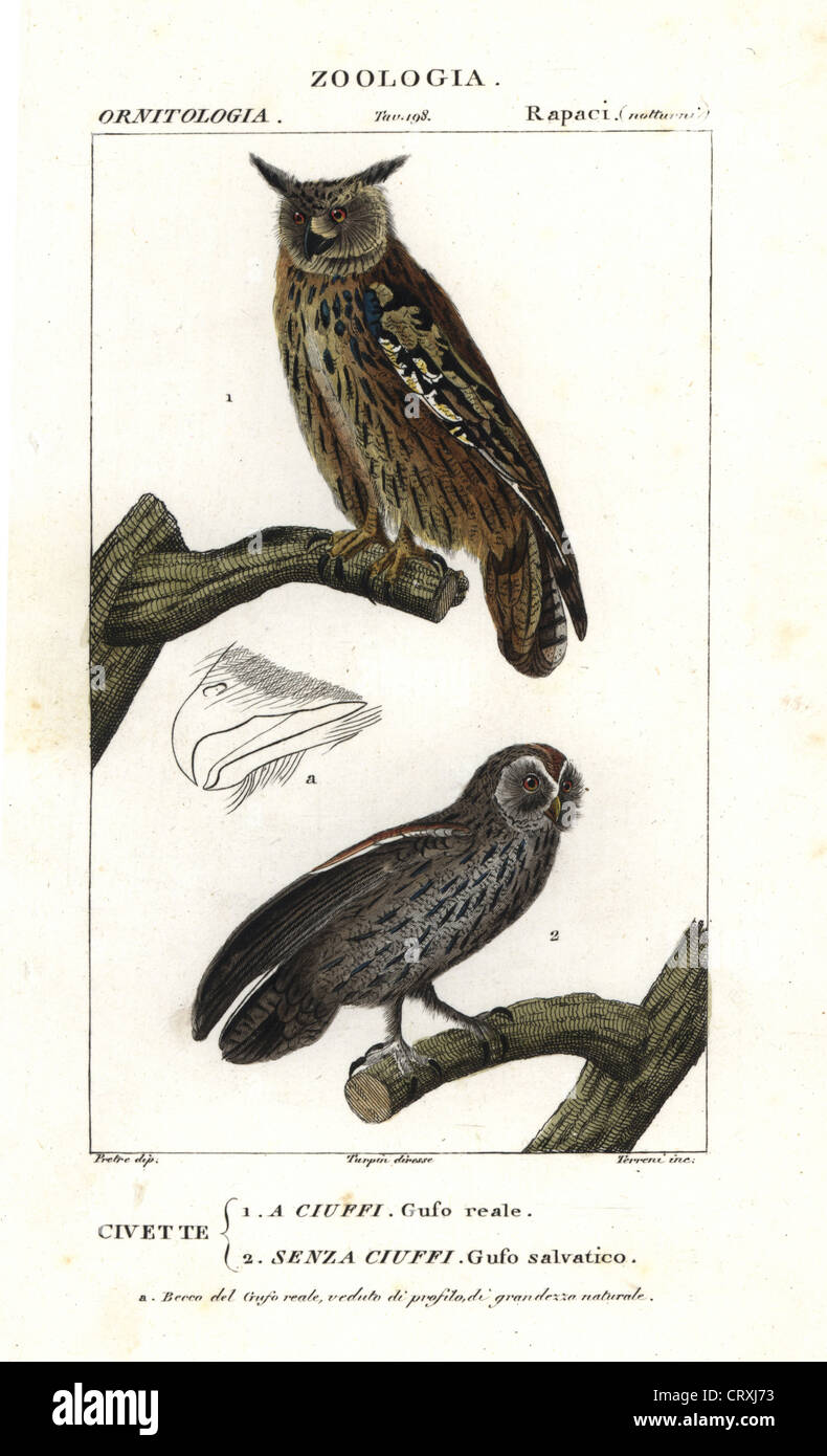 Eurasische Adler-Eule, Bubo Bubo und Waldkauz oder braune Eule, Strix Aluco. Stockfoto