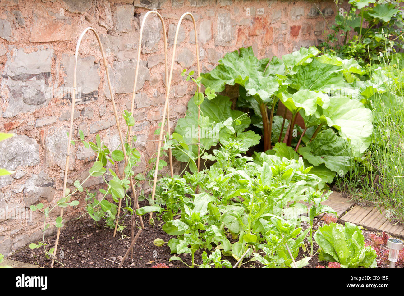 Gemüsegarten Stockfoto