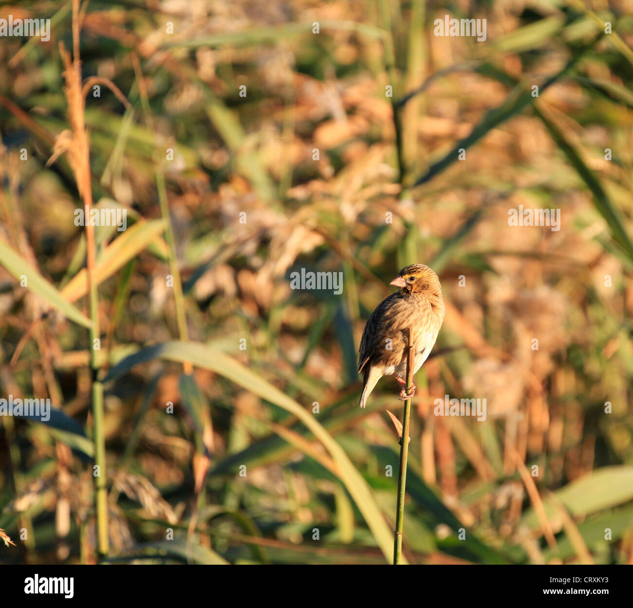 Eine weibliche Südlichen maskierte Weber oder Afrikanische maskierte Weaver (Ploceus velatus), Westen Cape Provinz, in Südafrika. Stockfoto