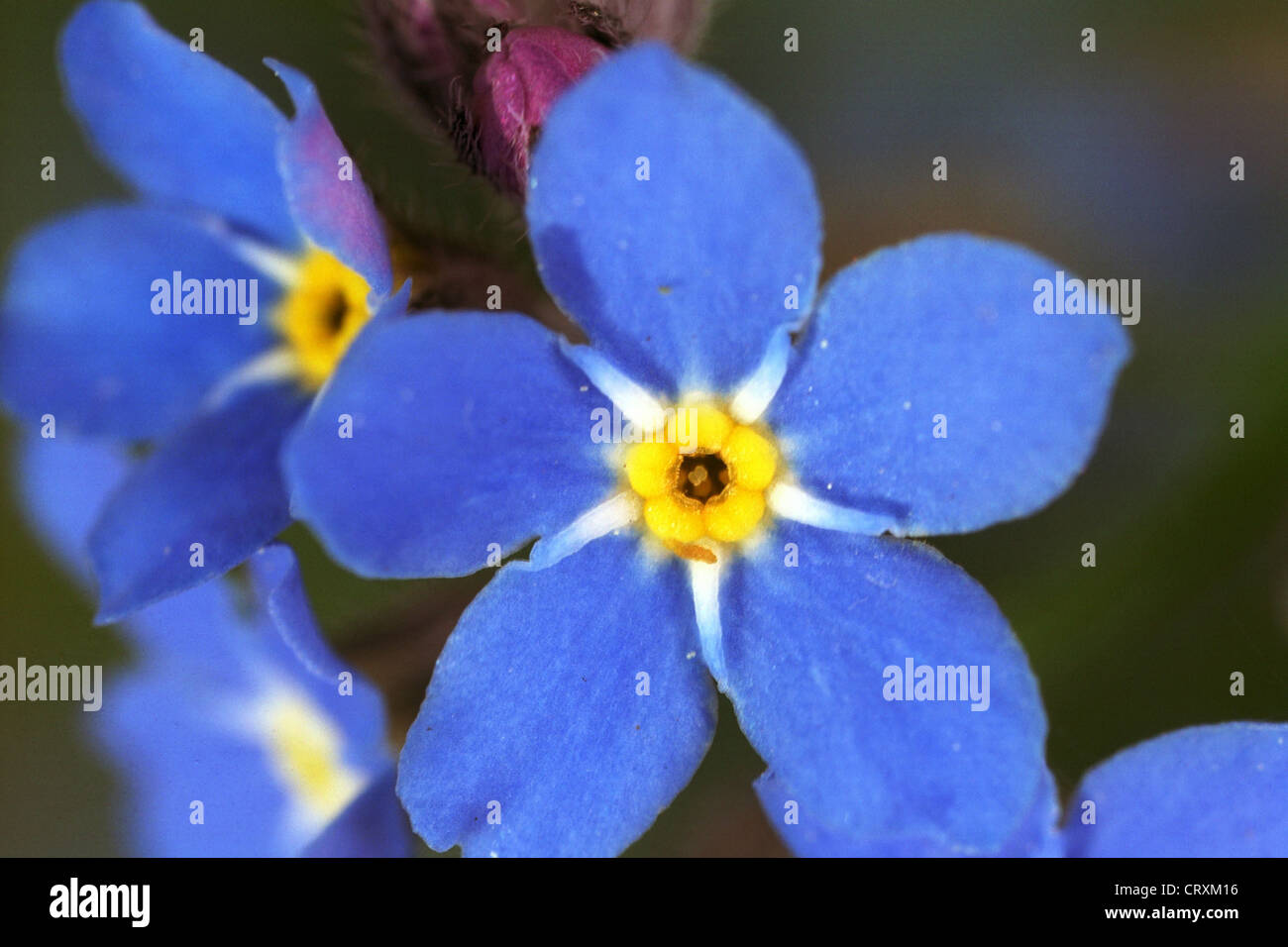 Makroaufnahme einer Blüte Stockfoto