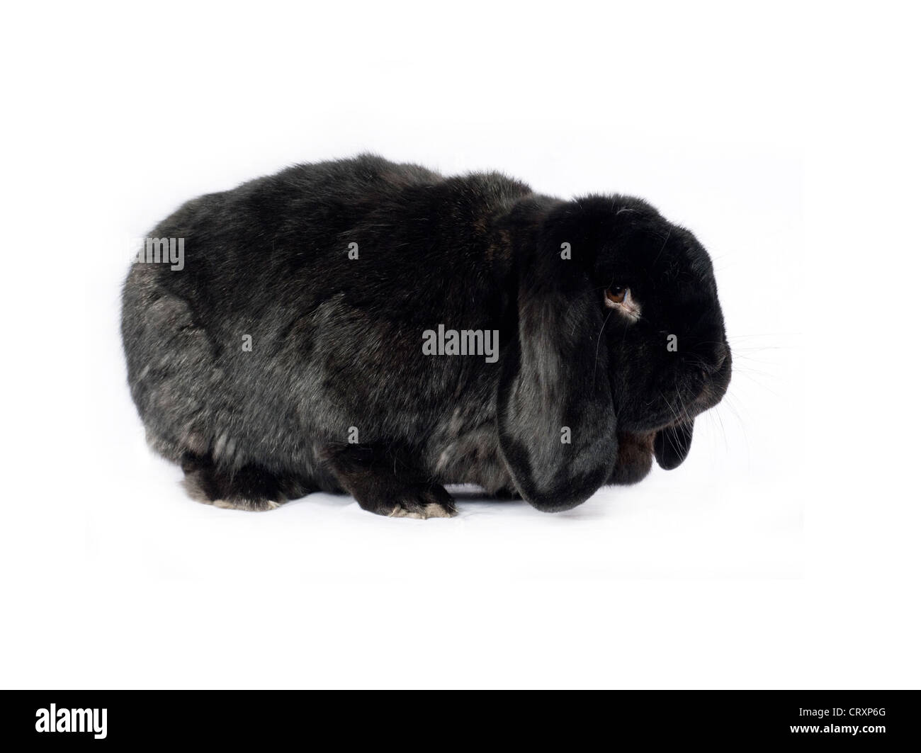 Schwarz lop Kaninchen auf weißem Hintergrund Stockfoto