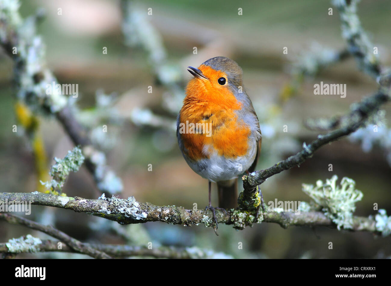 Robin Erithacus Rubecula Gartenvögel Stockfoto