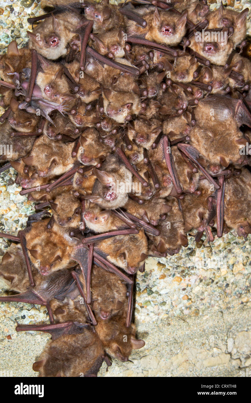 Eine Fledermauskolonie der Geoffroy (Myotis Emarginatus) an der Decke