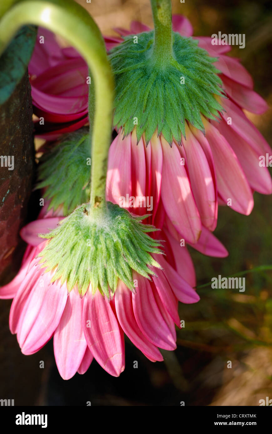 Zwei rosa Gänseblümchen welken in der heißen Sonne. Stockfoto