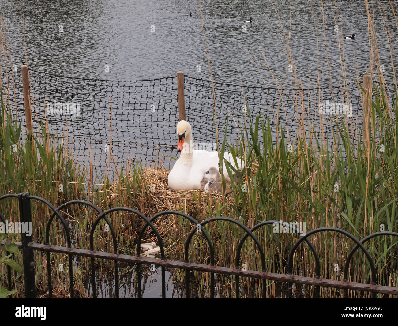 Swan und ihre Cygnets nisten in Hyde Park, London, England, 17. Mai 2012, © Katharine Andriotis Stockfoto