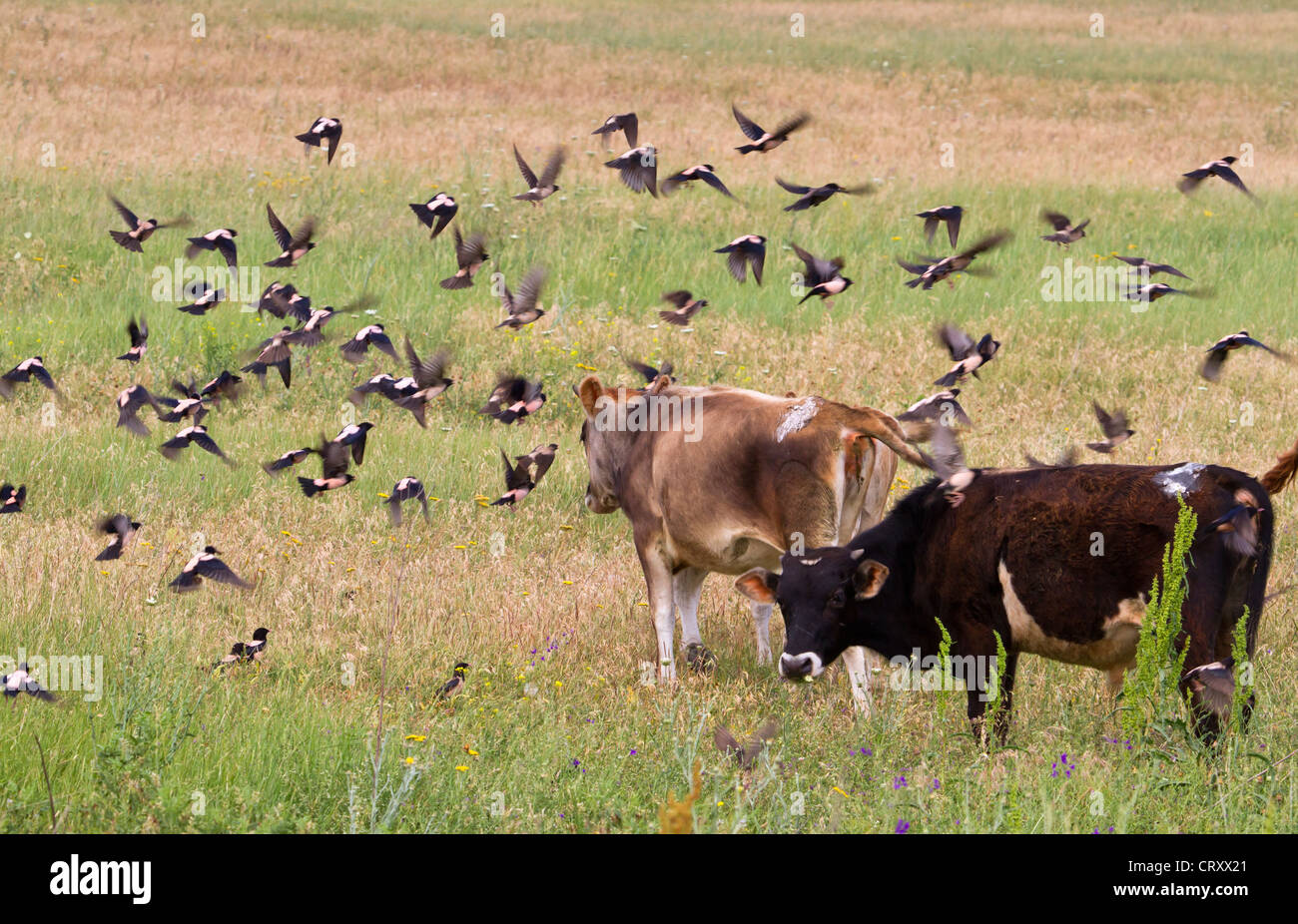 Eine Herde der rosigen Starlinge (Sturnus roseus), die auf der Suche nach springenden Heuschrecken in der Republik Georgien, Kaukasus. Stockfoto
