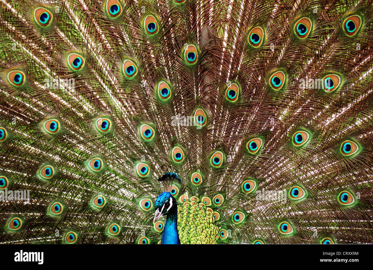 Pfau schlägt eine Rad Stockfoto, Bild 49149232 Alamy