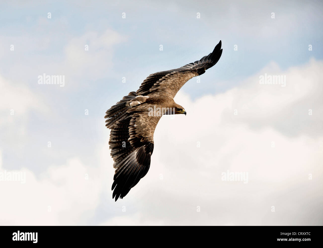 Rote Drachen steigen lassen in Gloucestershire Stockfoto