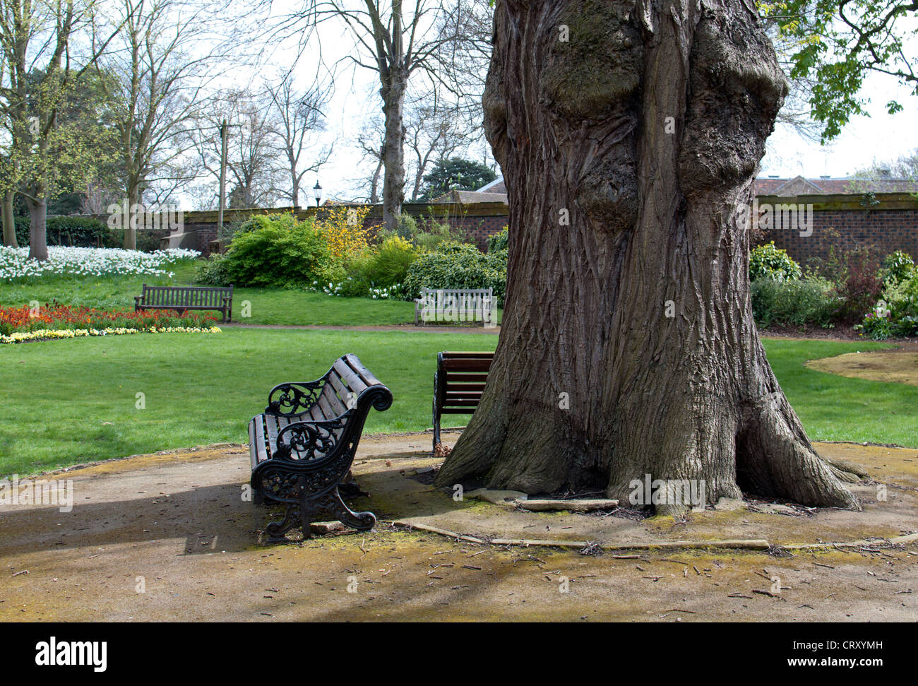 Sweet Chestnut Tree, Pageant Gärten, Warwick, UK Stockfoto