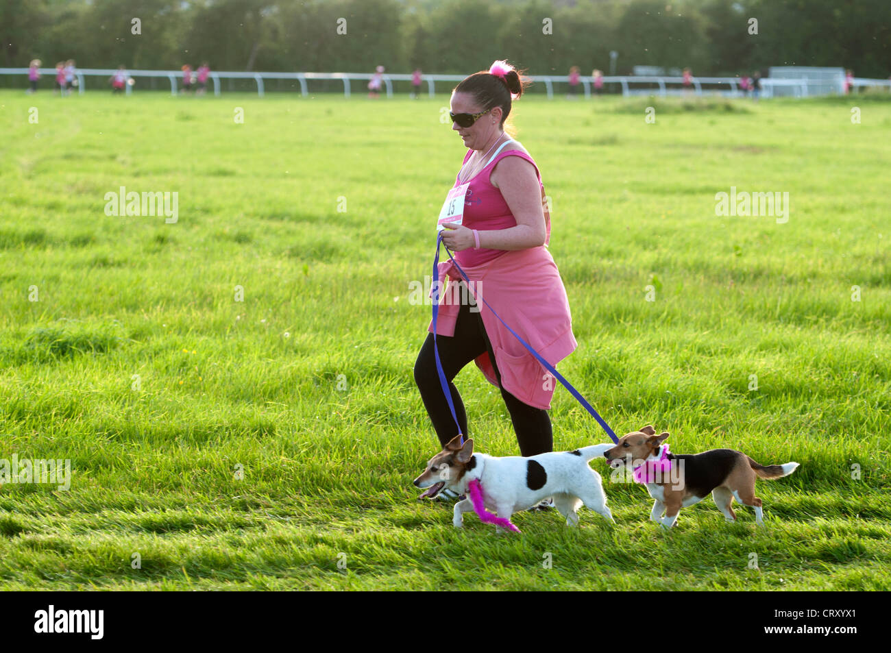 Frau zu Fuß mit Hunden in der Race for Life in Stratford Racecourse. Stockfoto