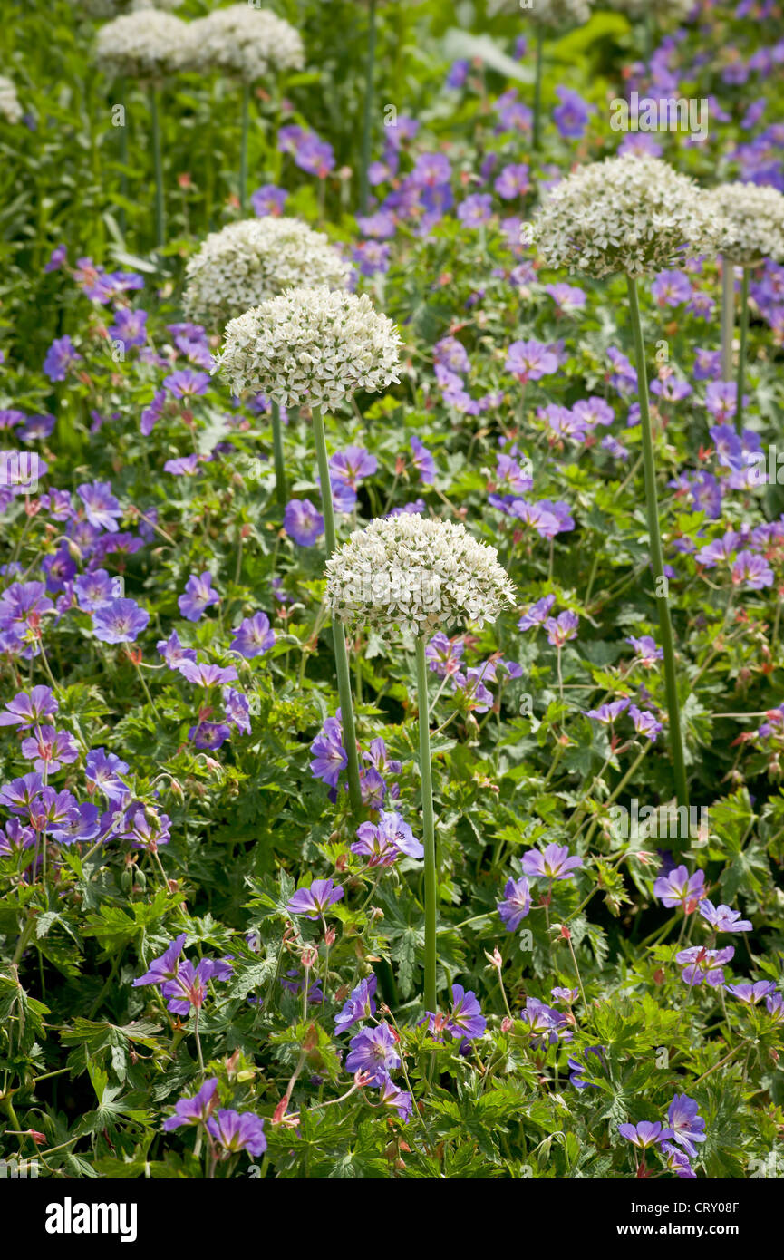 Weiße Allium, die in einem York-Garten mit purpurner Geranium gepflanzt sind, wächst rozanne. VEREINIGTES KÖNIGREICH Stockfoto