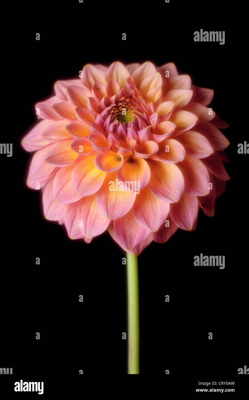 Pompon-Dahlie mit Rodenstock Imagon Weichzeichner-Objektiv fotografiert Stockfoto