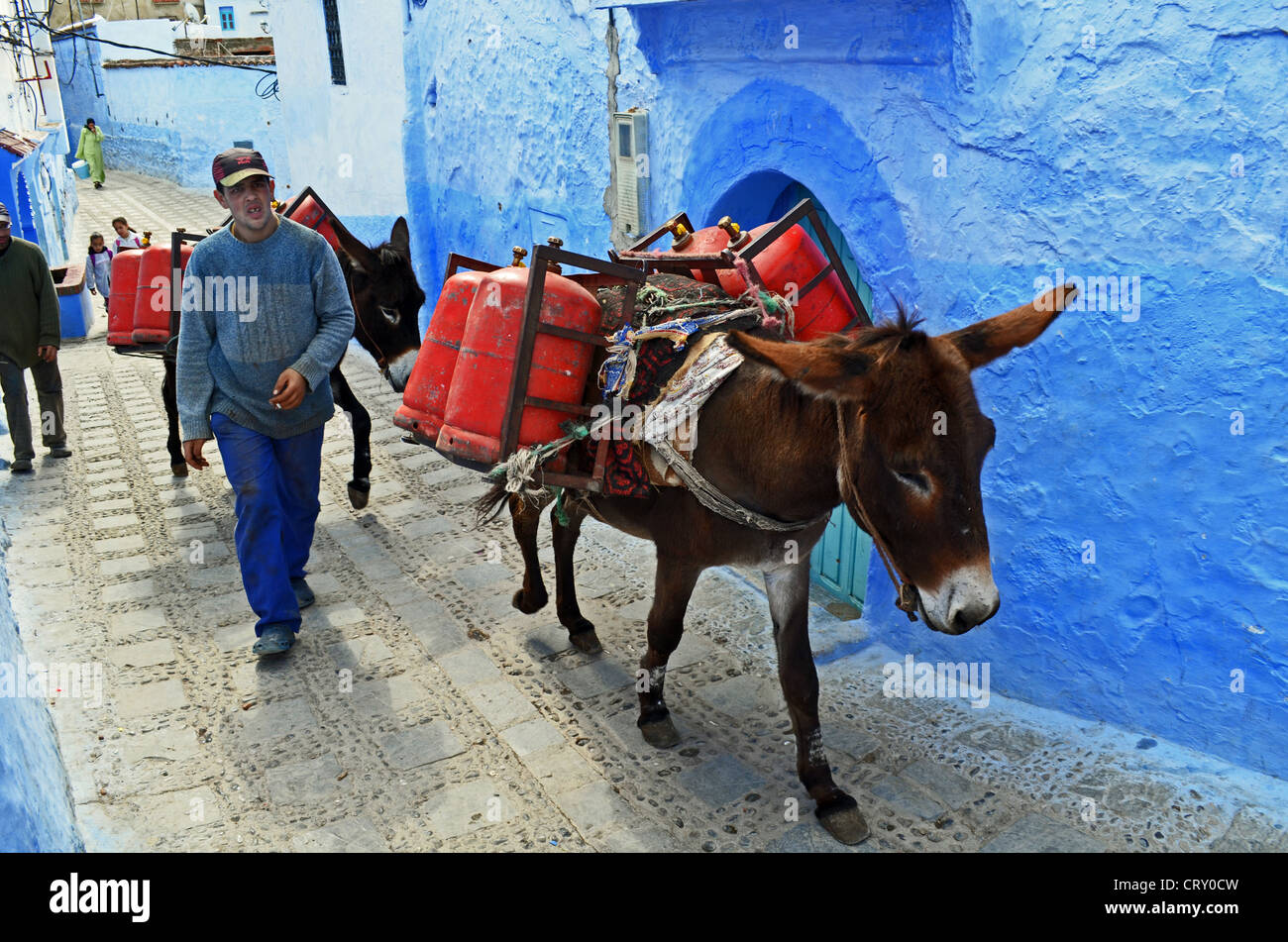 Esel in Chefchaouen, Marokko Stockfoto