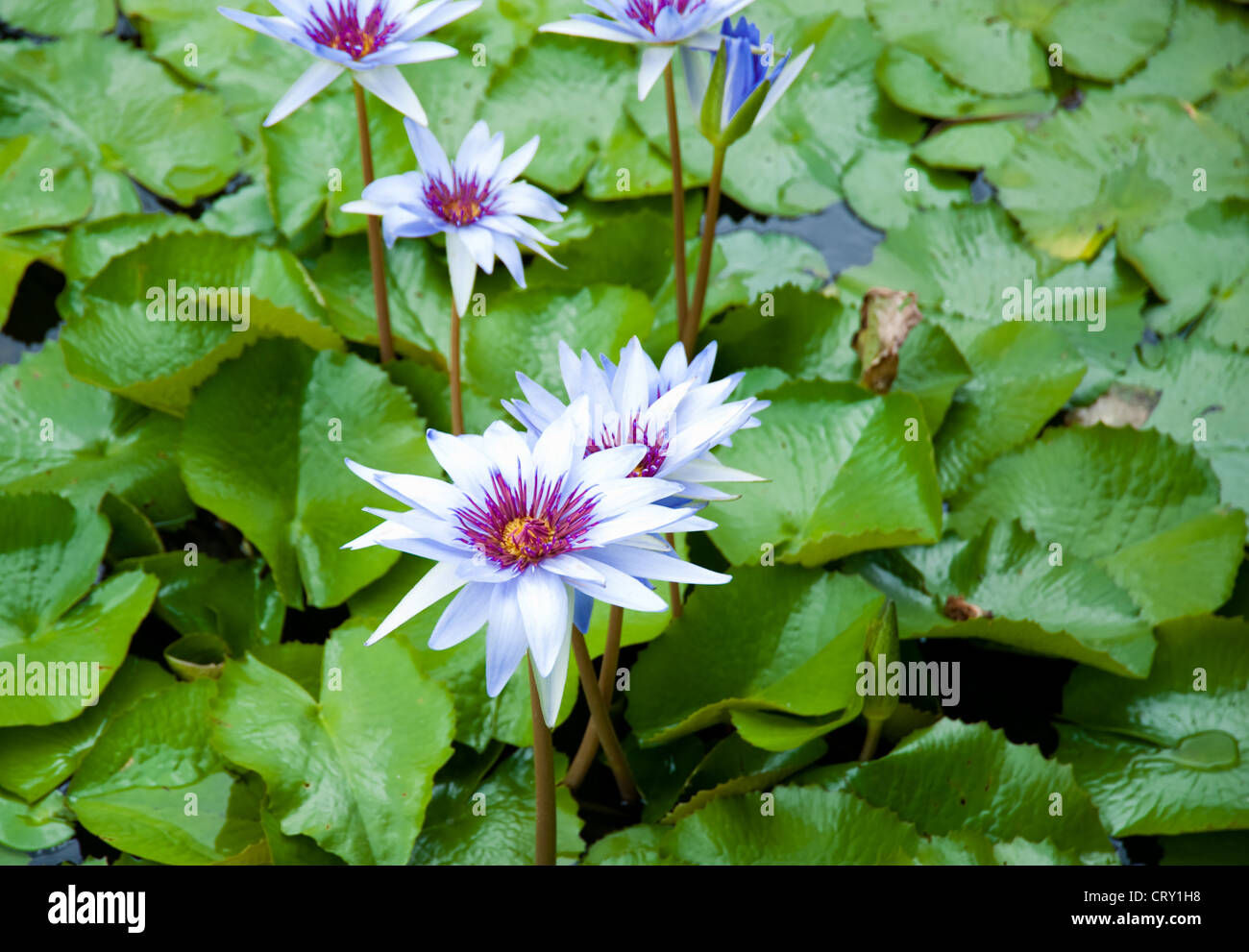 Blaue Seerose im botanischen Park Grand Cayman Stockfoto