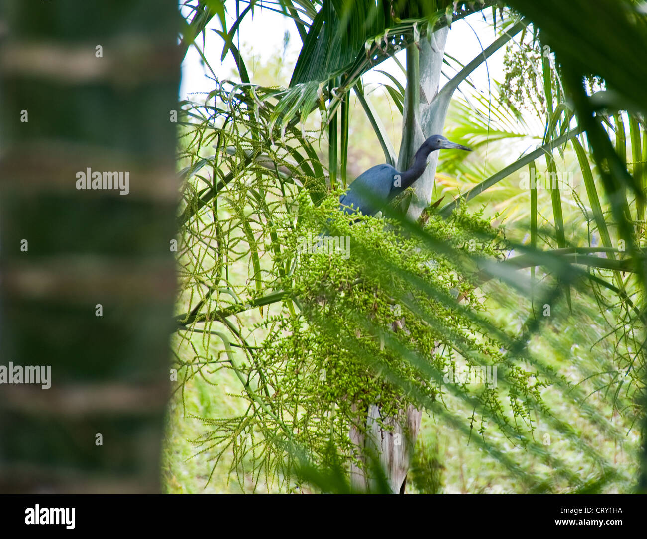Little Blue Heron auf Grand Cayman-Insel Stockfoto