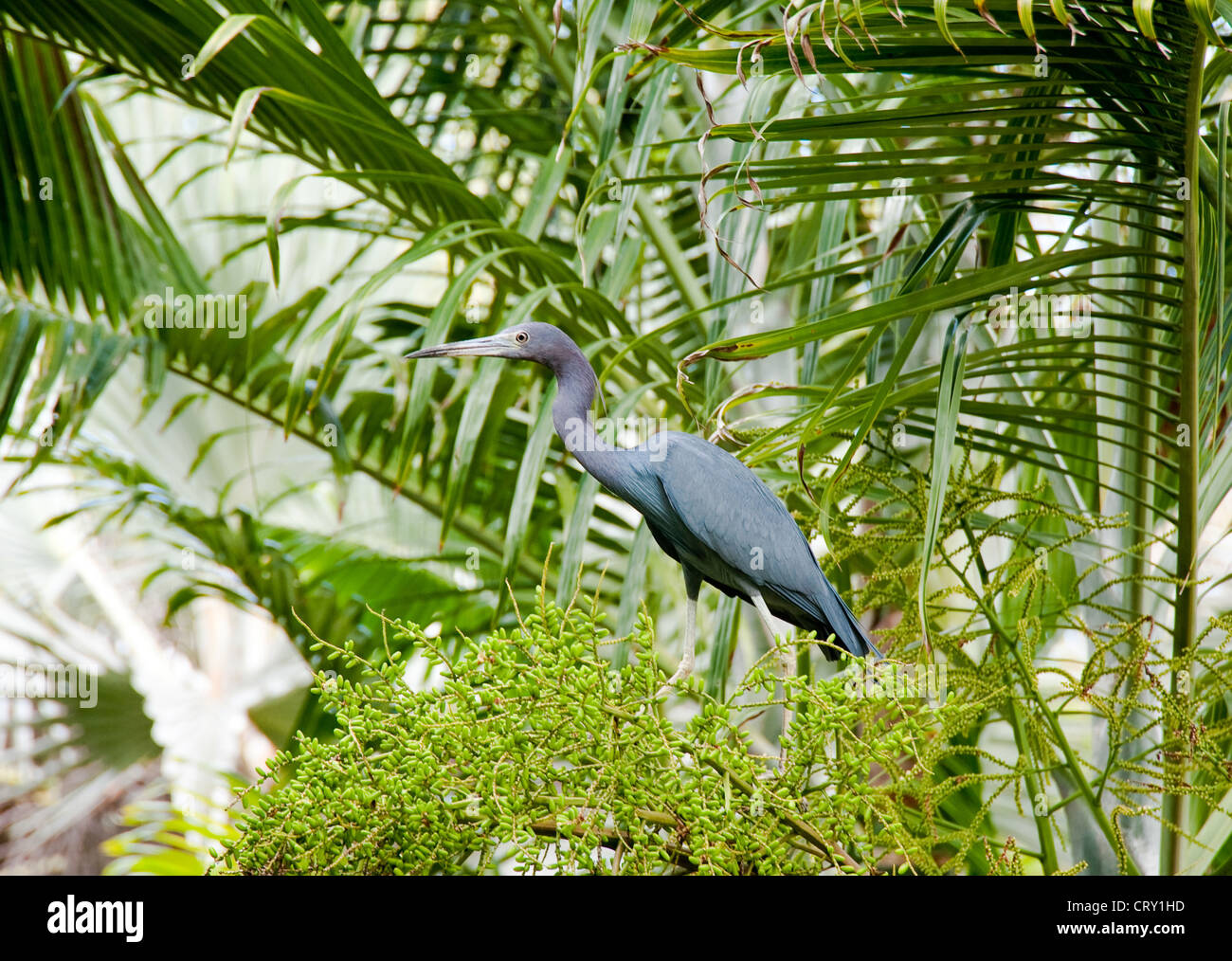 Little Blue Heron auf Grand Cayman-Insel Stockfoto