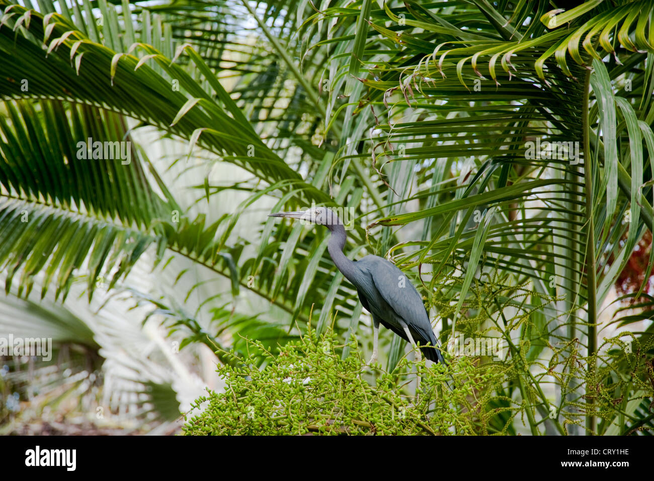 Little Blue Heron auf Grand Cayman-Insel Stockfoto