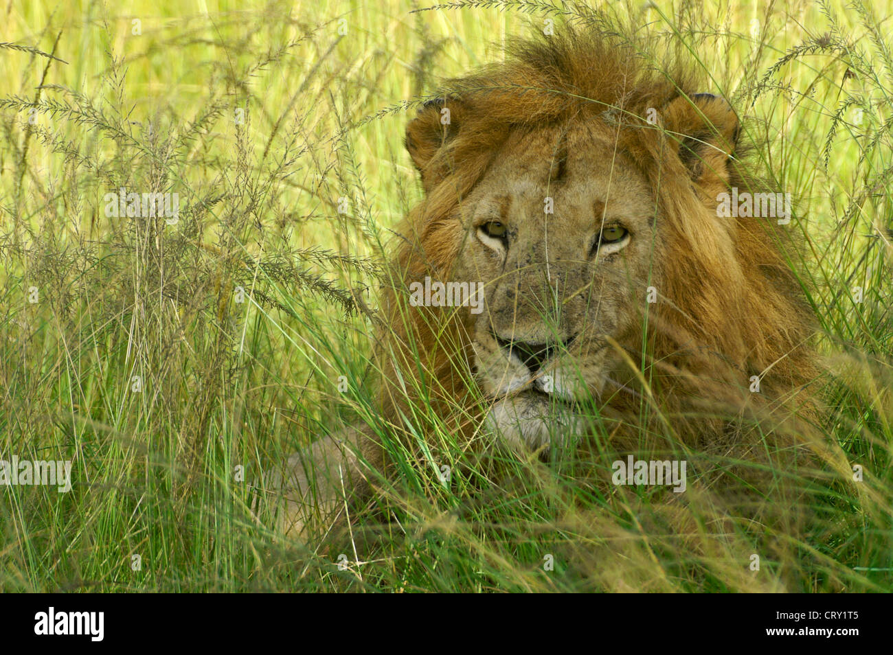 Male lion panthera leo hiding Fotos und Bildmaterial in hoher