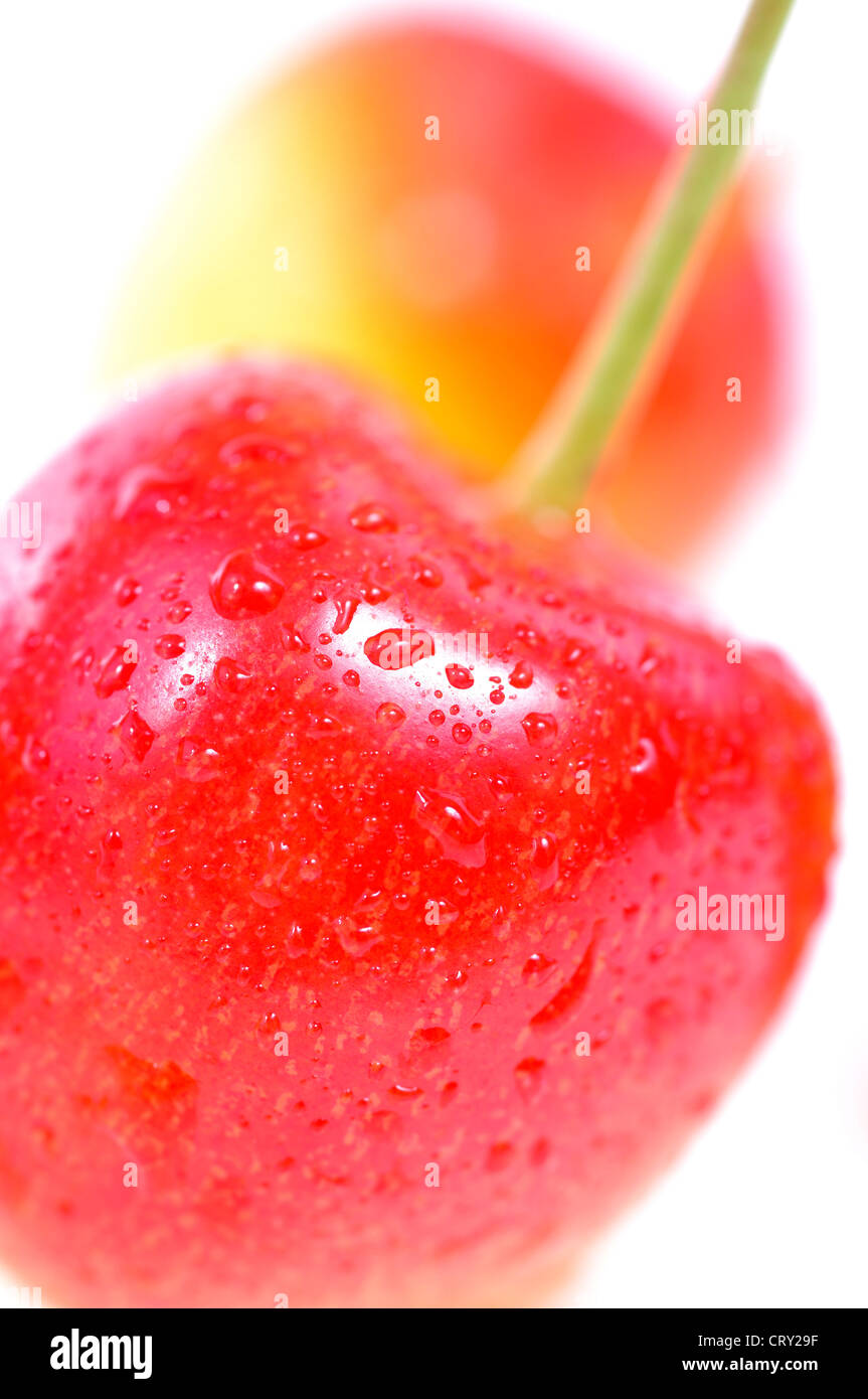 Kirschen-Makro-Hintergrund auf weiß Stockfoto