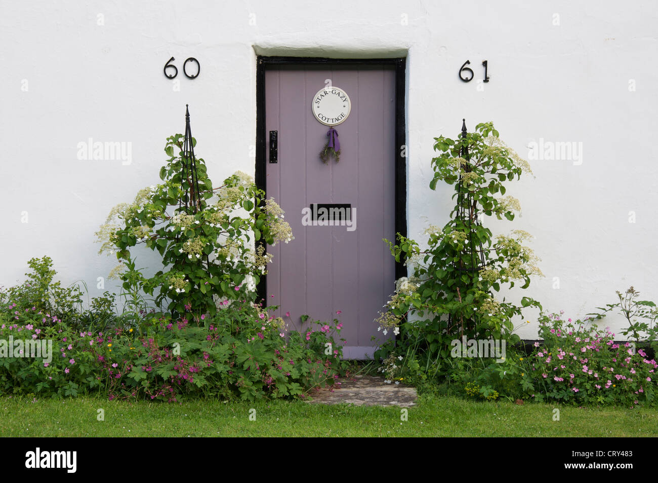 Die lila farbige Haustür zum Star 'Gazy Cottage', eines der weiß getünchten 18. Jahrhundert strohgedeckten Hütten von Milton Abbas. Dorset, England, Vereinigtes Königreich. Stockfoto