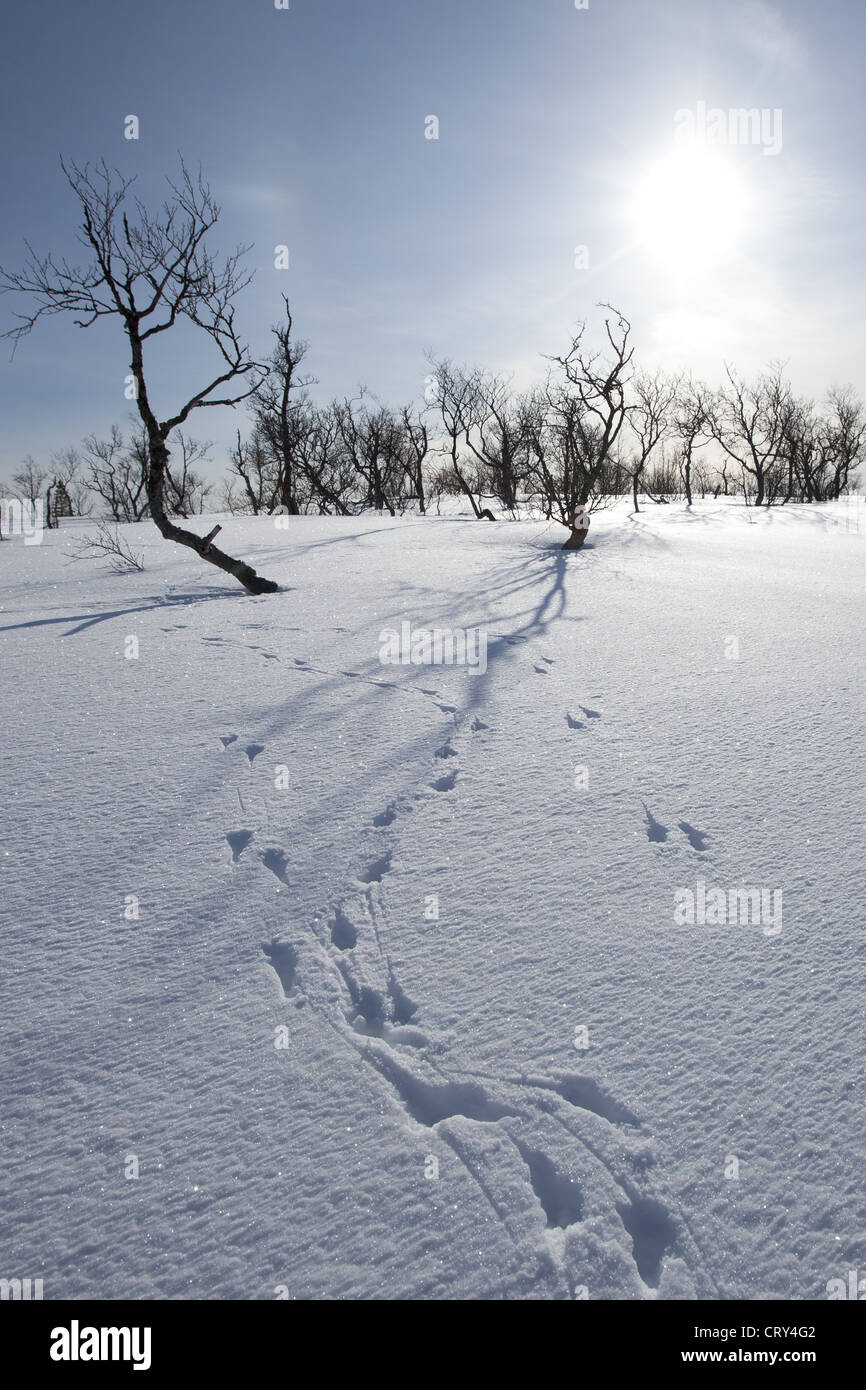 Tierische Pawprints im Schnee in arktischen Landschaft am Kvaløysletta, Kvaloya Insel Tromsö in Nordnorwegen Polarkreis Stockfoto