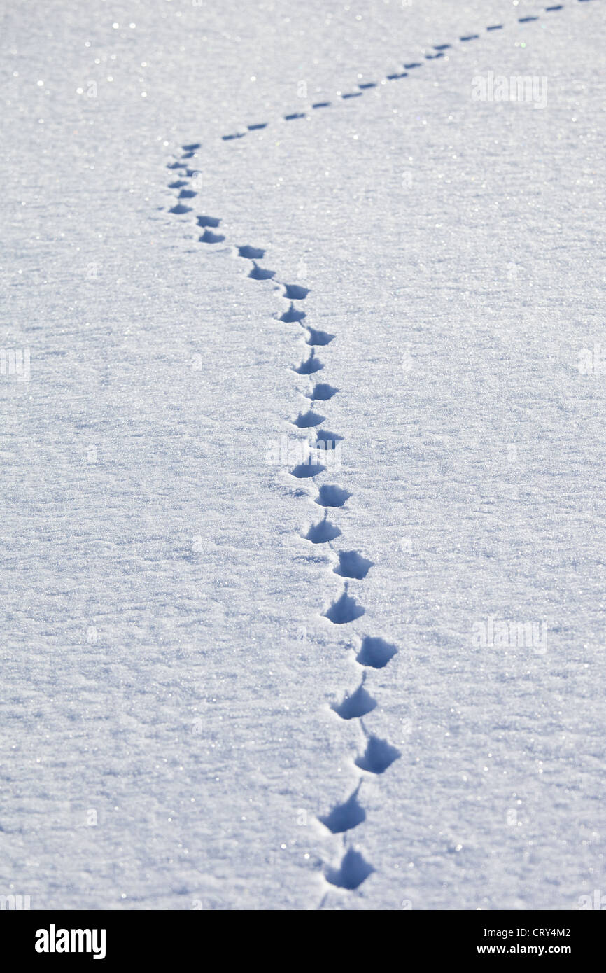 Tierische Pawprints im Schnee in arktischen Landschaft am Kvaløysletta, Kvaloya Insel Tromsö in Nordnorwegen Polarkreis Stockfoto
