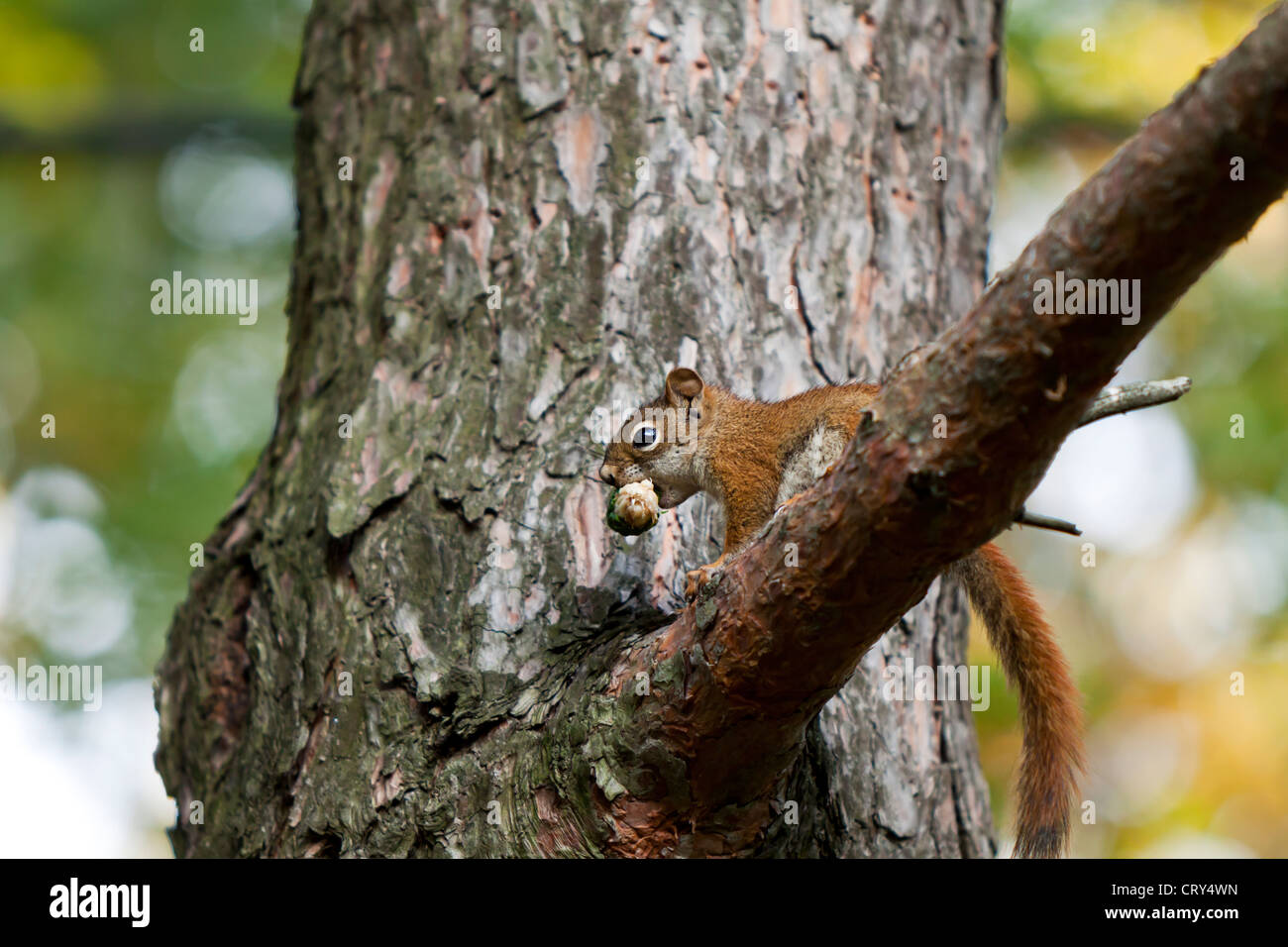 Eichhörnchen Essen ein Pinienzapfen, Sciuridae Stockfoto