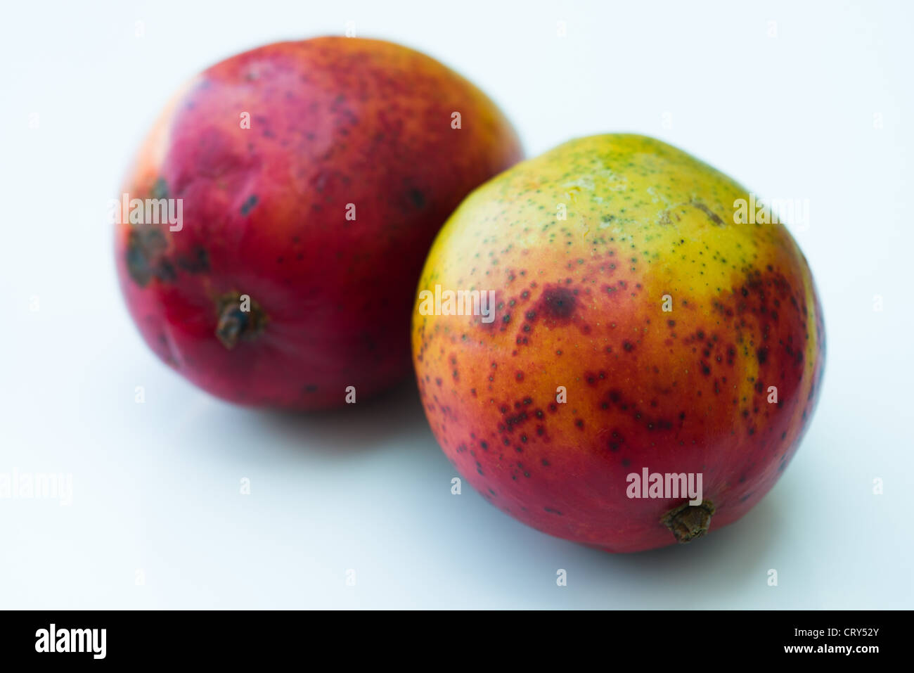 Red Mango Stockfoto