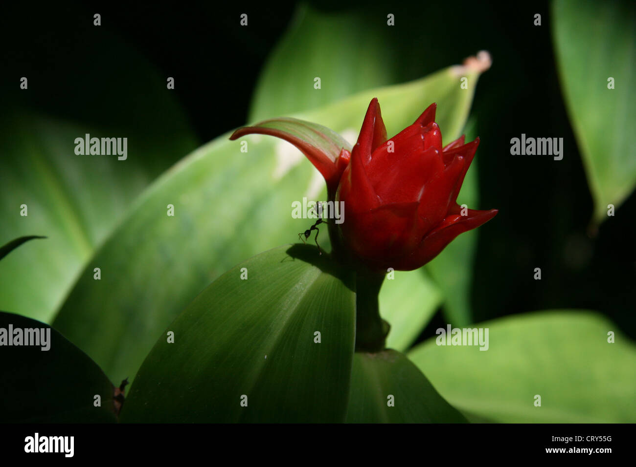 Eine Ameise klettert nach unten aus einer tropischen Blume Stockfoto