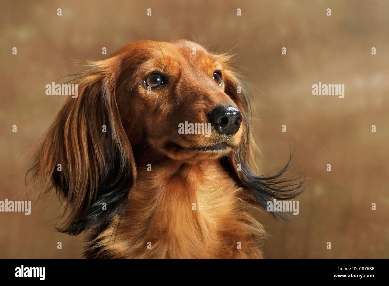 Langhaar Dackel (Canis Lupus Familiaris), Porträt des roten Erwachsener Stockfoto