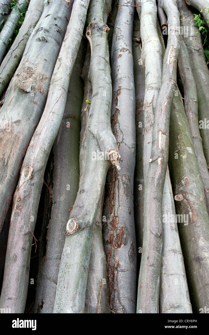Haufen von gefällten Buchenstaemmen Stockfoto