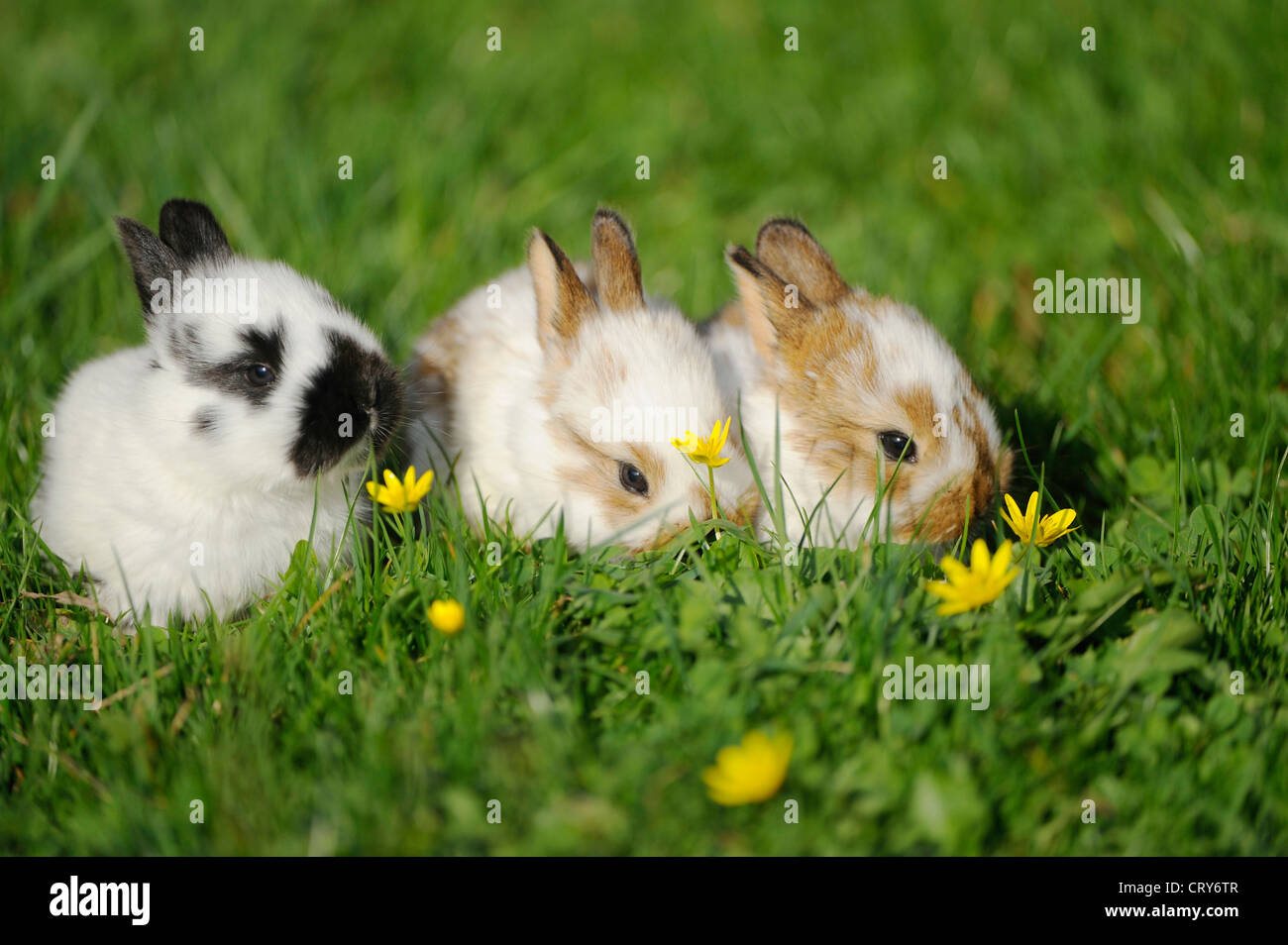 Inländische Kaninchen Oryctolagus Cuniculus Forma domestica Stockfoto