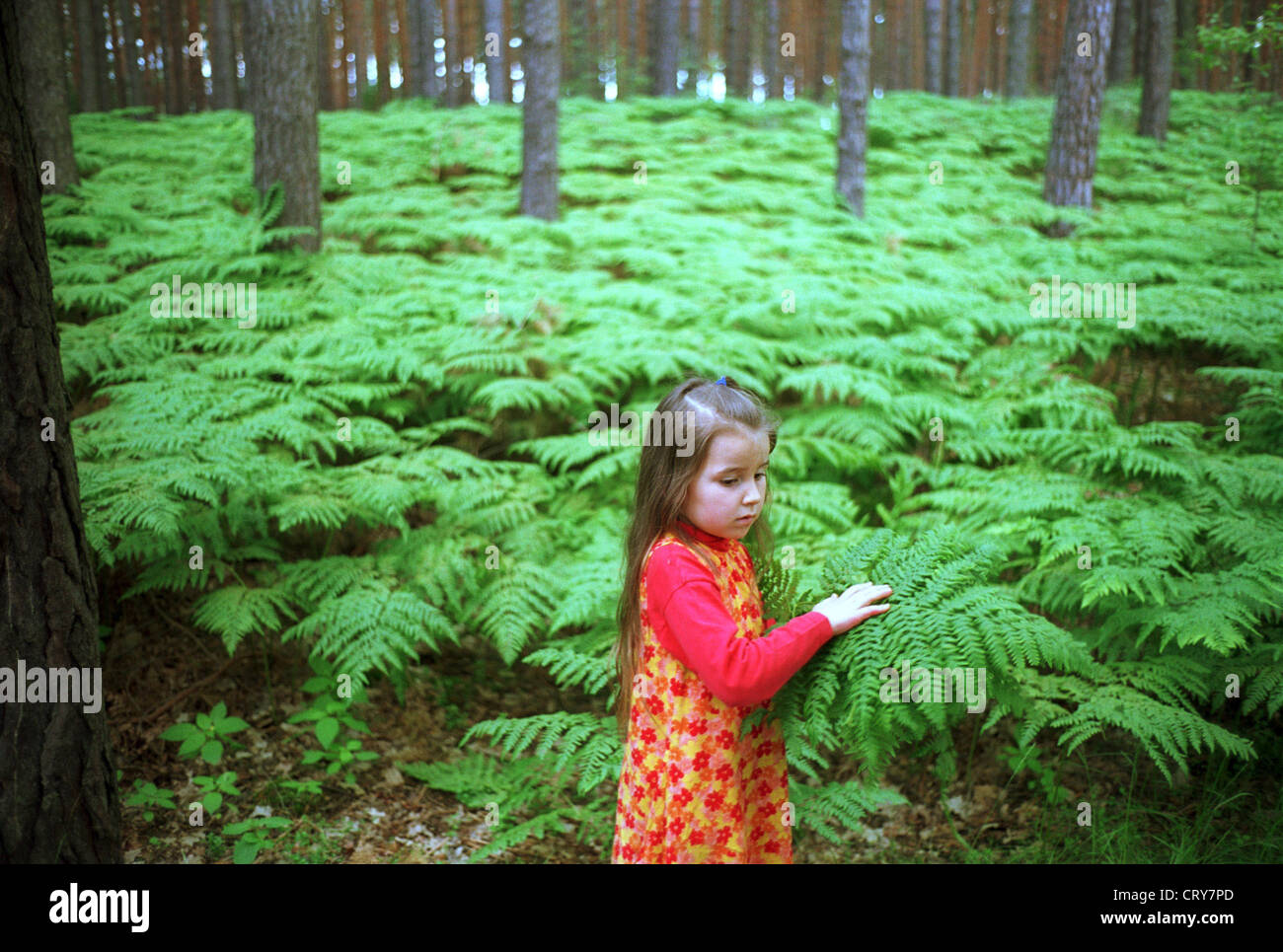 Firmenkomplex, Mädchen, die Kommissionierung in den Wald-Farne Stockfoto