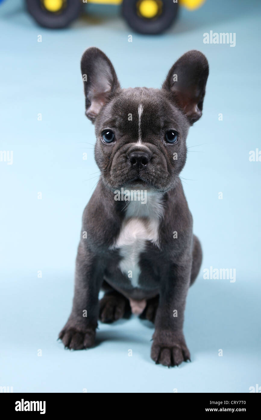 Französische Bulldogge. Welpen sitzen Stockfotografie - Alamy