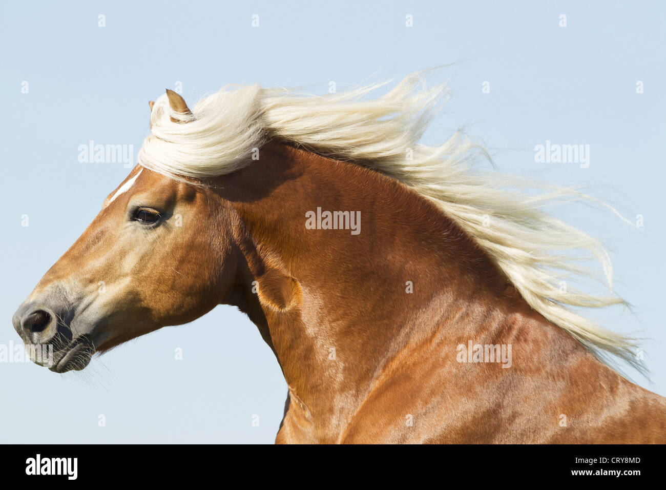 Haflinger Pferd Porträt Hengst Amigo Stockfoto