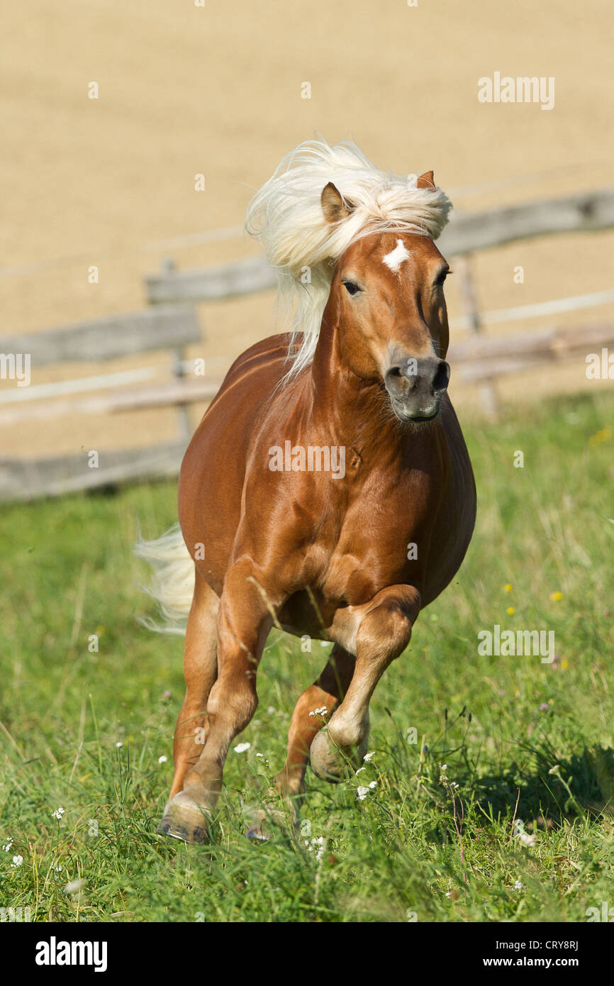 Haflinger Pferd Hengst Amigo Galopp Wiese Stockfoto