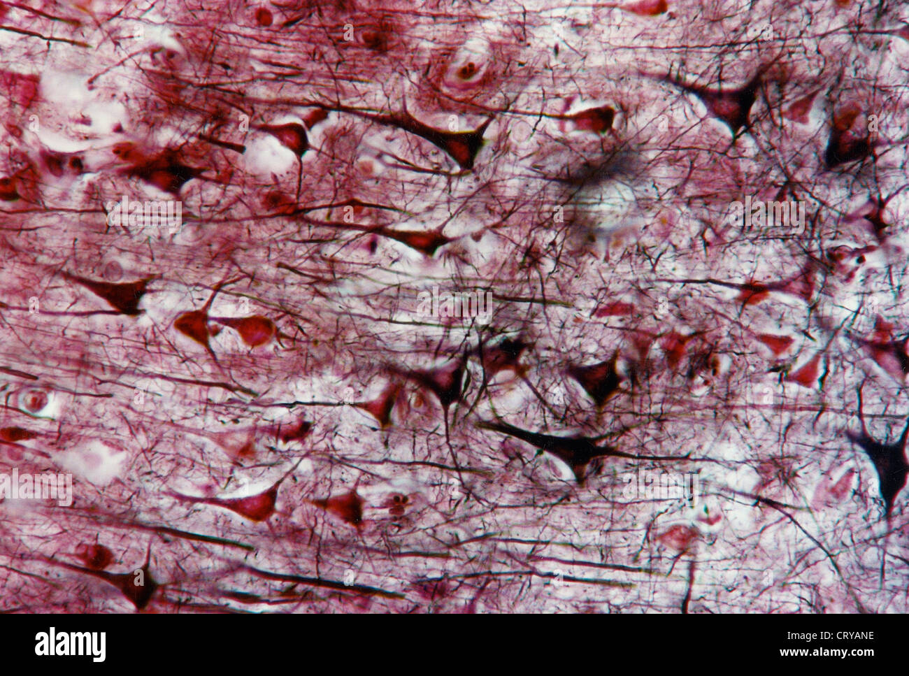 Pyramidal neuron Fotos und Bildmaterial in hoher Auflösung Alamy